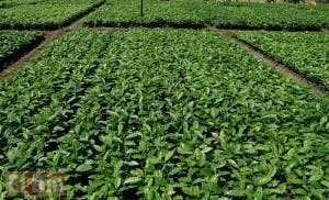 Codocafe produce más de 31 millones de plantas