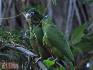 Poblaciones de cotorras y pericos se reducen