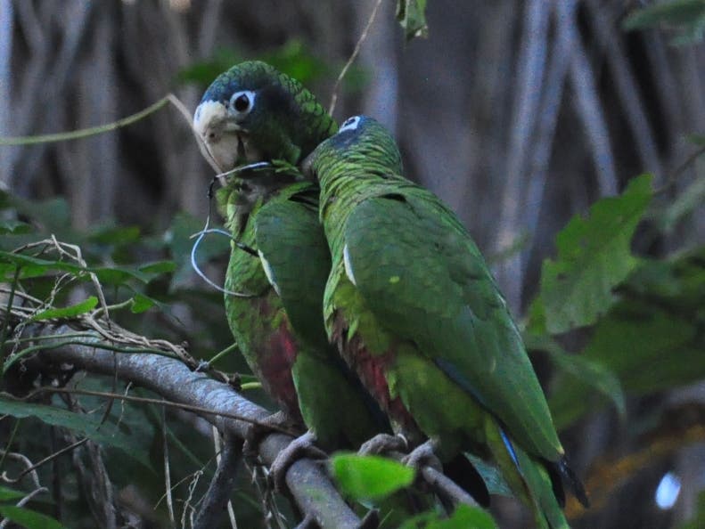 Poblaciones de cotorras y pericos se reducen