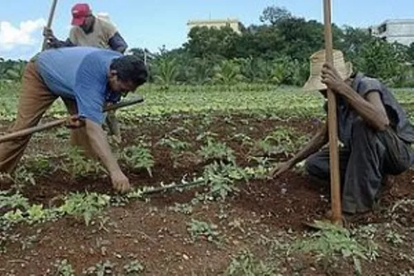 agricultura-300×200