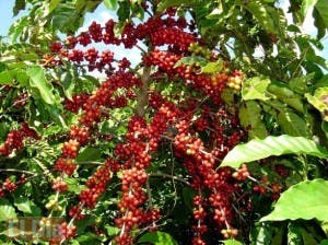 Caficultores denuncian plantaciones están a punto desaparecer por falta de apoyo