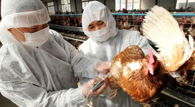 Holanda identifica cepa altamente contagiosa de gripe aviar en una granja