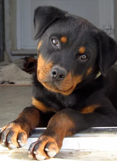 perro