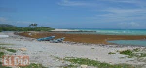 Invasión de algas afecta las playas del Caribe y al turismo