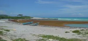 Invasión de algas afecta las playas del Caribe y al turismo