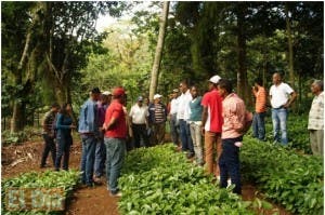 Caficultores dominicanos ganan aliados contra enfermedad  que afecta al café