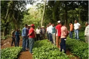 Lanzan programa para combatir efectos de la roya del café en Centroamérica