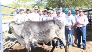 Ganado de razas tropicales mejora rendimiento del sector lácteo