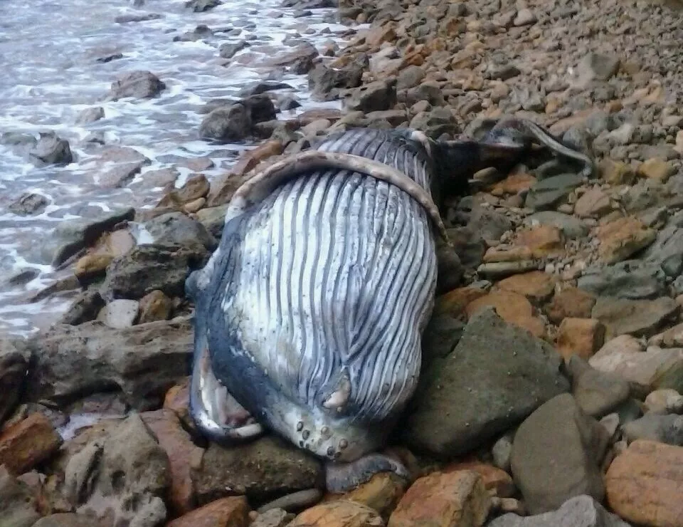 BALLENA QUE FUE HALLADA MUERTA EN GUZMANCITO
