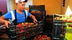 Cultivadores de fresa de Ocoa producirán 100 millones de pesos en 2015