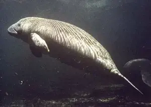 Rescatan a veintena de manatíes atrapados en desagües en EEUU