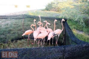 Medio Ambiente incauta flamencos y cuervos en un negocio de la Autovía del Nordeste