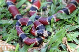 Revelan misterios del veneno de serpiente de Costa Rica