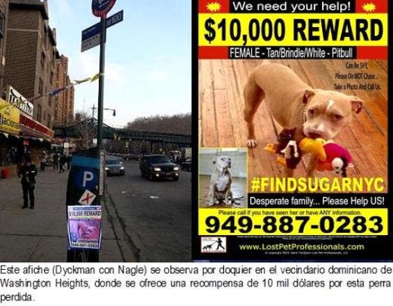 Ofrecen 10 mil dólares por una perra desaparecida en NY