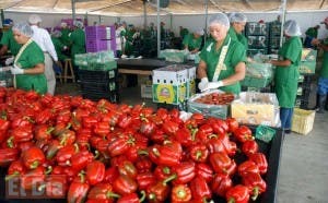 EEUU levanta veda impuesta a frutas y vegetales de República Dominicana