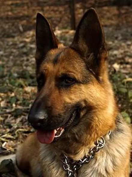 220px-German_Shepherd_Dog_head_Lamia_2005