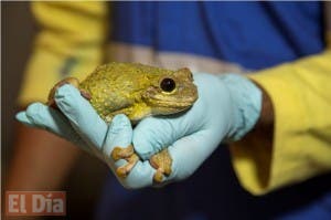 Realizan encuentro científico por la conservación de anfibios y reptiles del Caribe