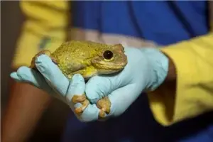 Realizan encuentro científico por la conservación de anfibios y reptiles del Caribe