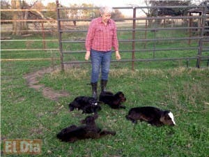 Vaca da a luz a cuatrillizos en Texas