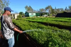 Representantes sector agroempresarial valoran erradicación de la Mosca del Mediterráneo