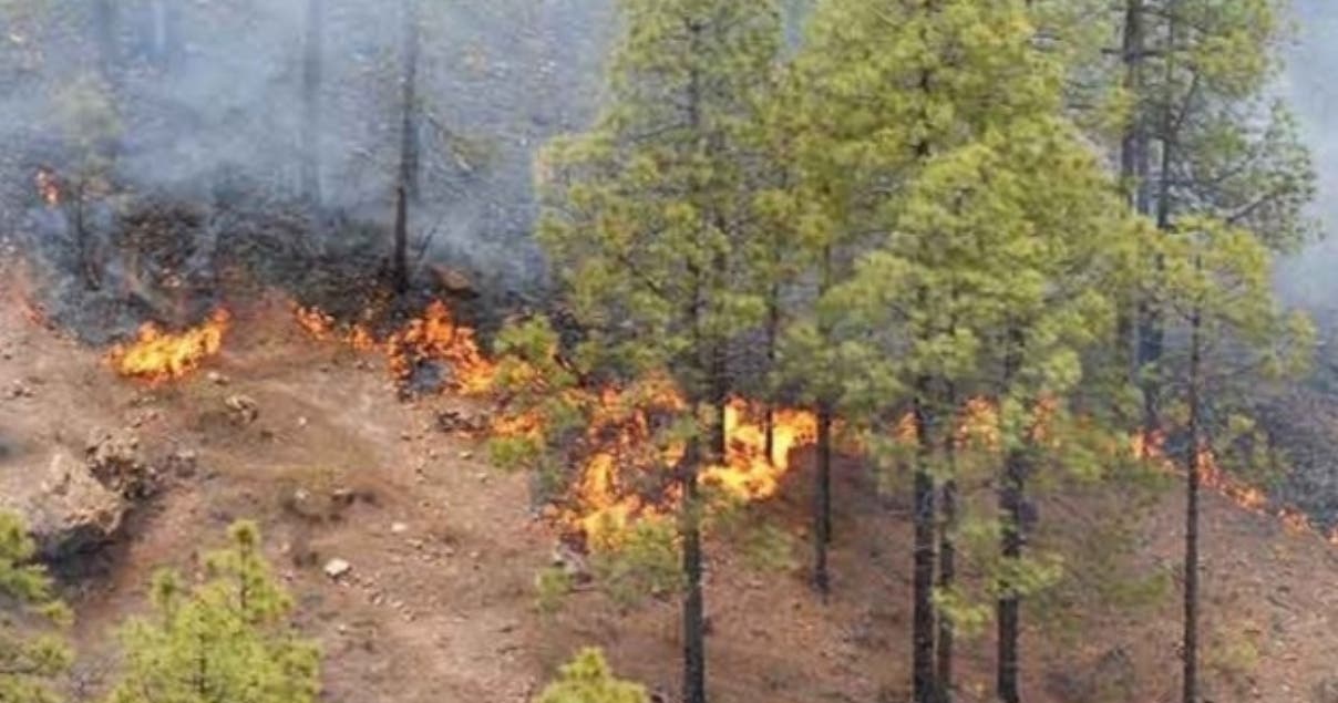 Imponen multa de 25 mil pesos a hombre que produjo incendios forestales en Bonao