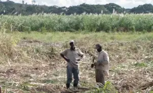 Plantaciones del Central Romana resisten plagas