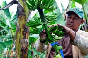 Familias de Palo Verde ya exportan bananos