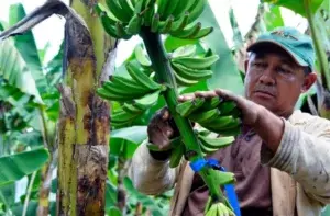 Familias de Palo Verde ya exportan bananos