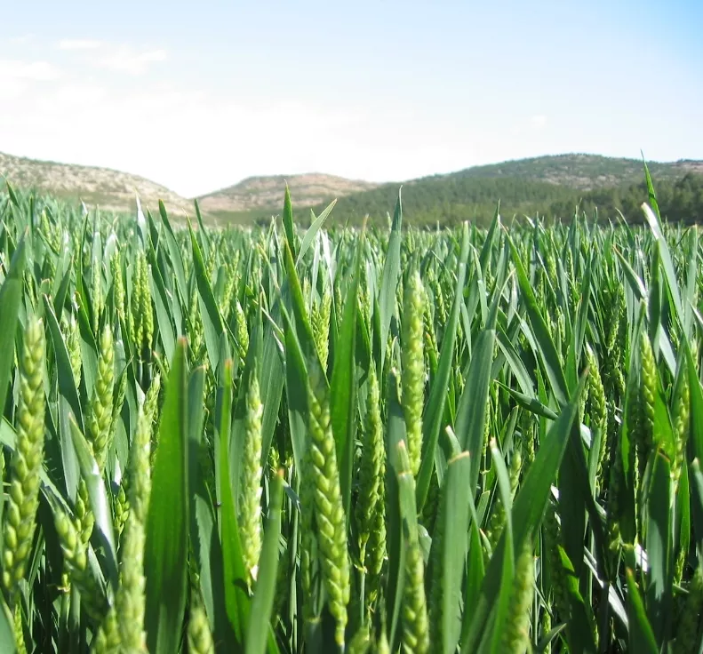 23_Globales_02_30,p01