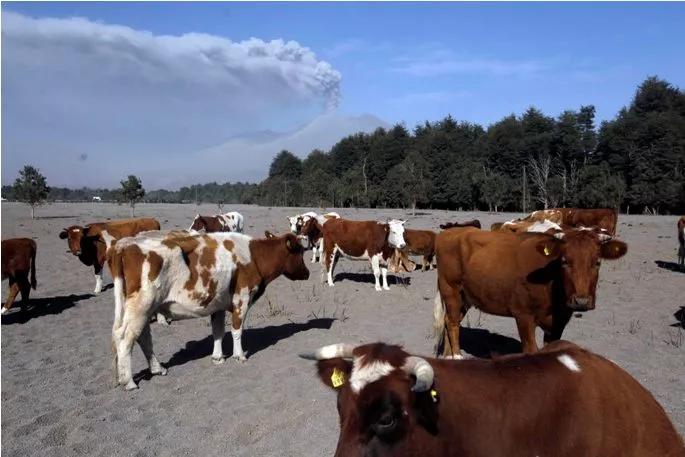 El cambio climático puede cambiar la proporción de sexos en algunos animales