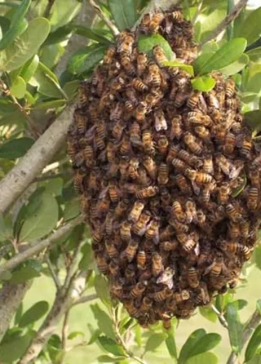 Colmena de abejas.JPG