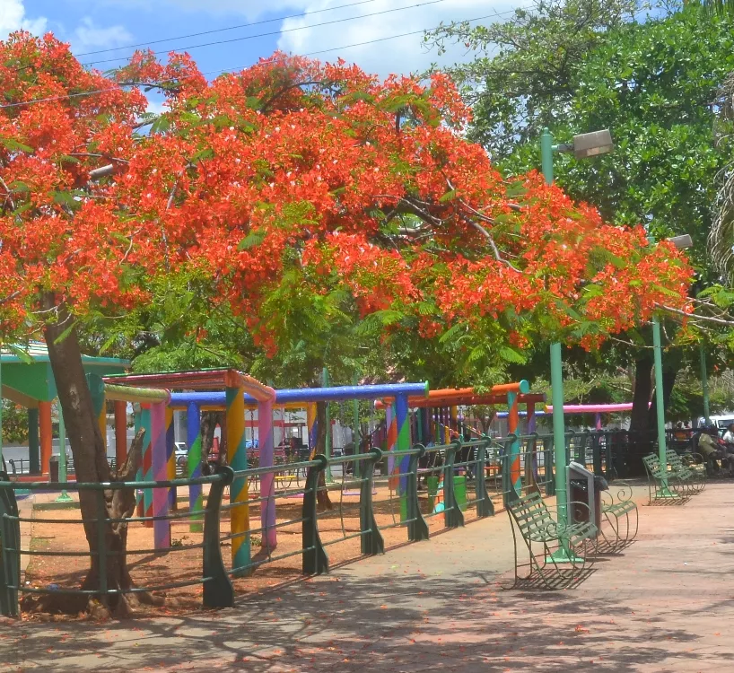 Árboles caducifolios son lado bello de la sequía