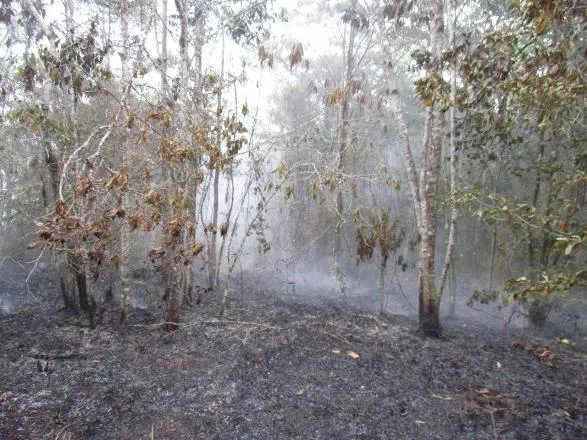 Falcondo dice son suyas mayoría de áreas afectadas por incendio en Loma Miranda 