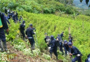 Producción de cocaína en Colombia aumentó 52%, dice la ONU