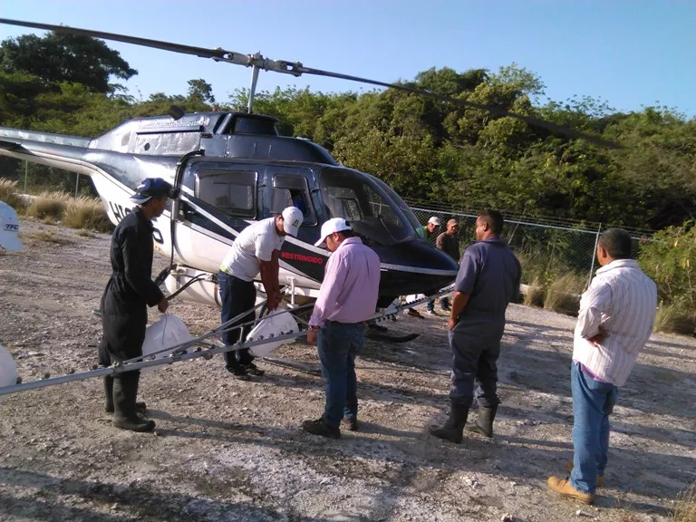 FOTO HELICOPTERO mosca del mediterraneo