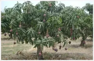 Asesinan una familia por entrar a una finca a cortar mangos en Guatemala