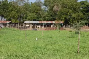 Denuncian banda invade fincas ganaderas en La Victoria