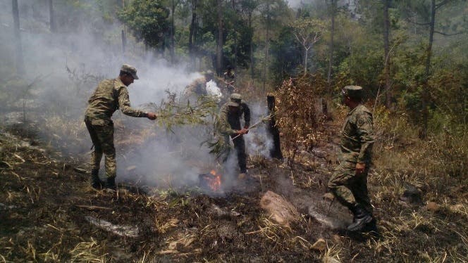 Persisten incendios forestales en Los Haitises