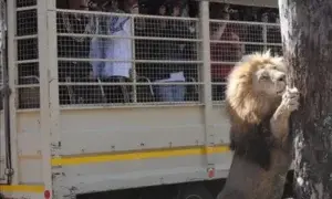 Un león mata a una turista estadounidense en un parque natural sudafricano