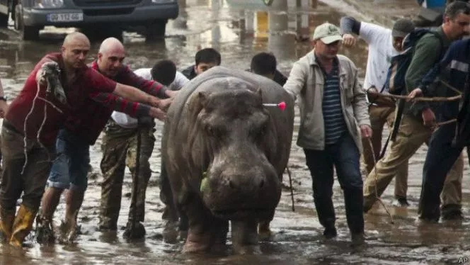 Los animales fugados de un zoológico que tienen en alerta a Tiflis