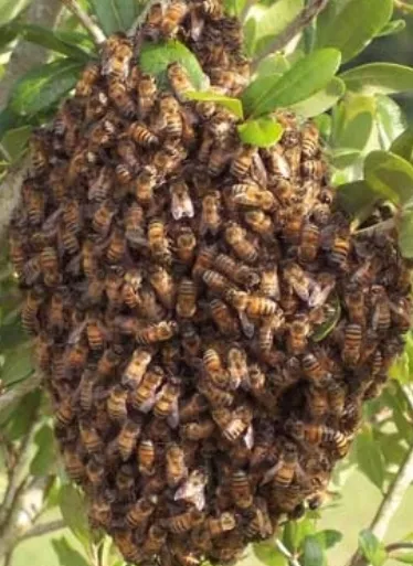 Colmena de abejas.JPG