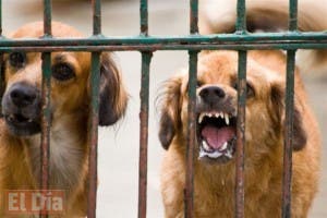 Salud Pública anuncia jornada nacional vacunación perros y gatos contra la rabia humana