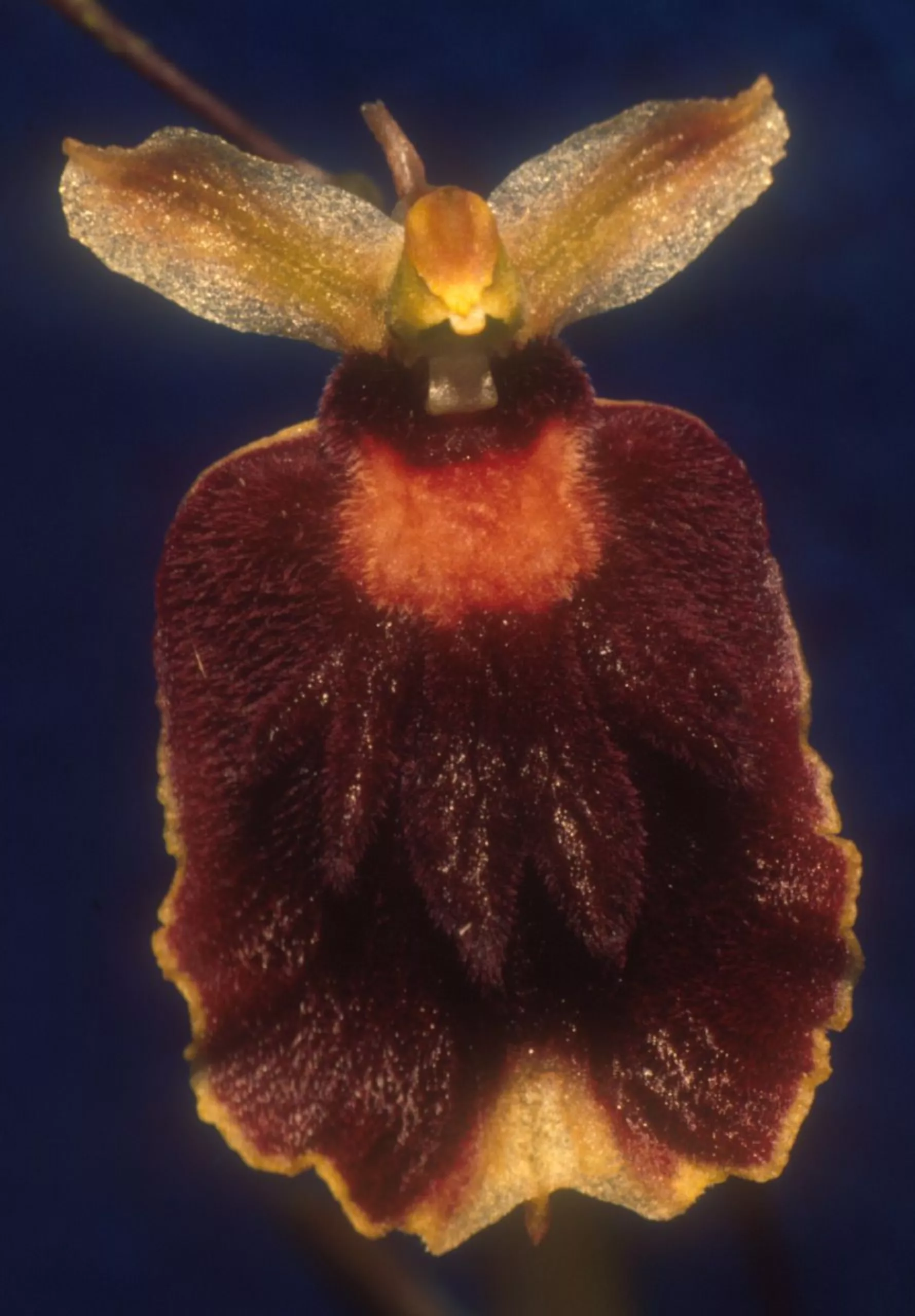 silueta orquide,p01