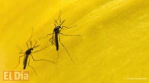 Millones de mosquitos transgénicos que combaten el dengue en Brasil