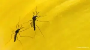 Millones de mosquitos transgénicos que combaten el dengue en Brasil