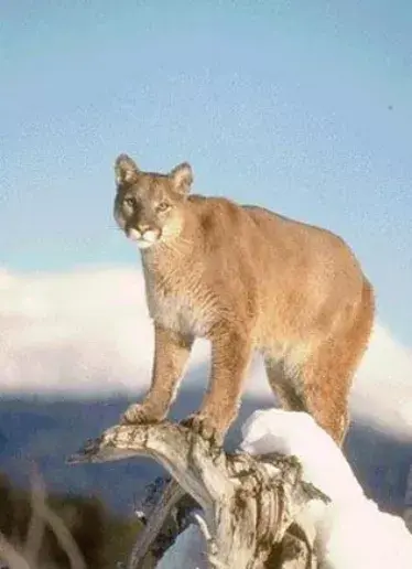 Entra a jaula  en zoo para acariciar los pumas