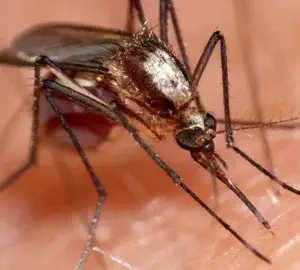 Salud Pública afirma todo está listo para Jornada Nacional “Todos contra el Dengue”