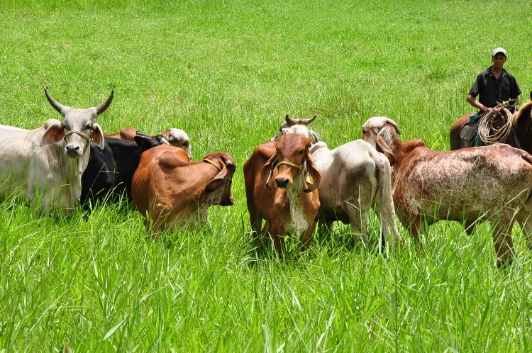 Patronato Ganaderos pide a autoridades ejecutar plan  desarrollo en la agropecuaria para bajar costos de producción