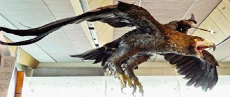 El águila gigante que “vive” en El Pomier