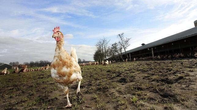 La FAO pide 20 millones de dólares contra la gripe aviar en África